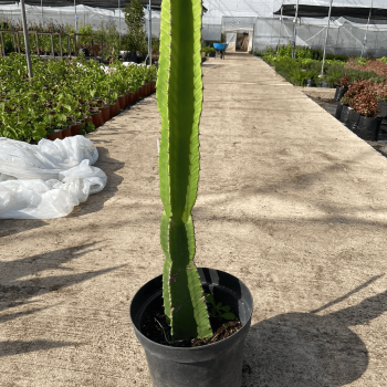Euphorbia Ingens m-26