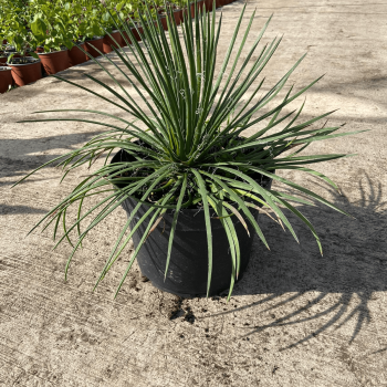 Agave Geminiflora m-26