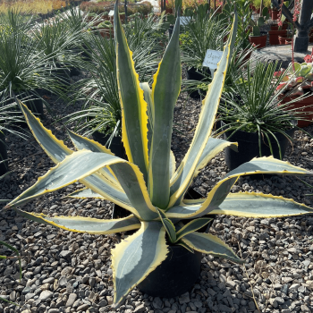 Agave Americana Variegada m-29