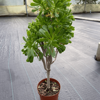 Aeonium Arboreum Verde m-21
