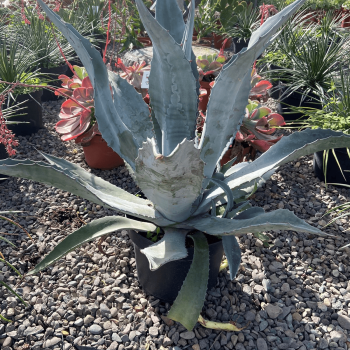 Agave Americana Gris m-29