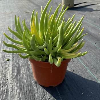 Senecio Cylindricus m-21