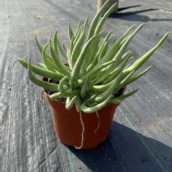 Senecio Poroto Verde m-21