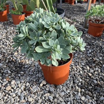 Aeonium Haworthii Kiwi Verde m-21
