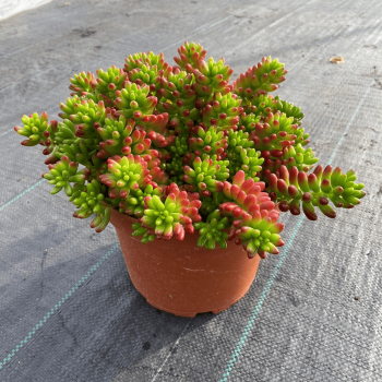 Sedum Rubrotinctum Dedo De Niño m-21