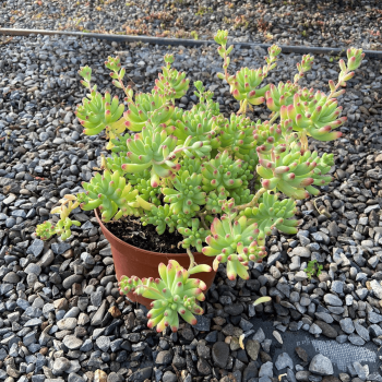 Sedum Pachyphyllum Nariz De Payaso m-21