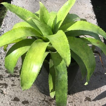 Bromelia
