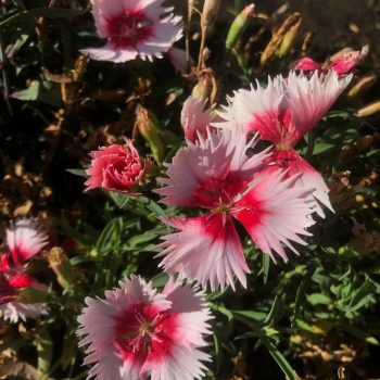 Dianthus super parfait