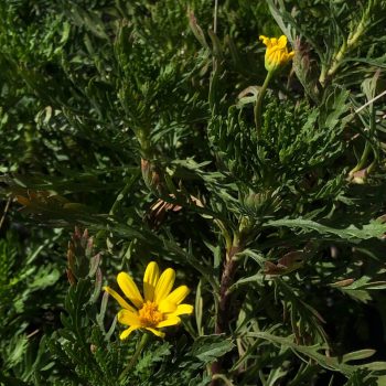 Paquerette californiano