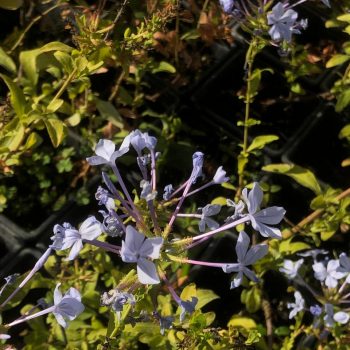 Plumbago