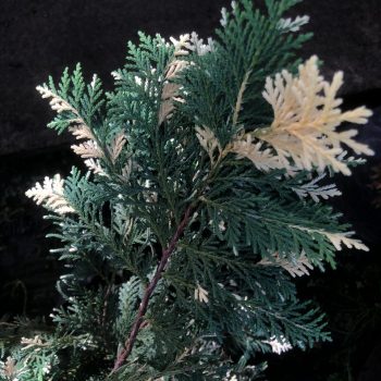 Thuja Orientalis variegada