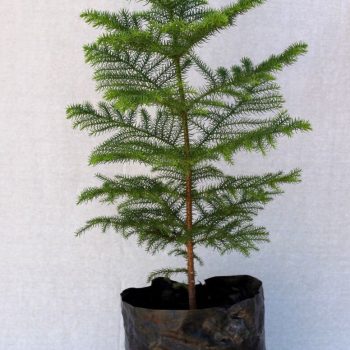 Araucaria Excelsa
