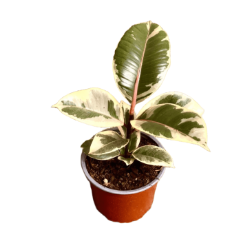 Gomero Tineke  Variegado