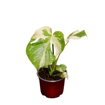 Monstera thai constelletion