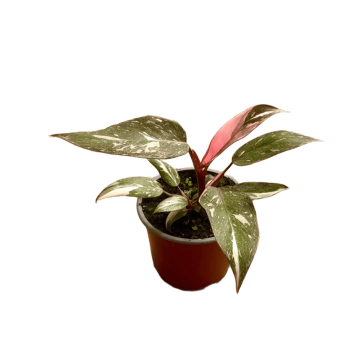Philodendron pink princess