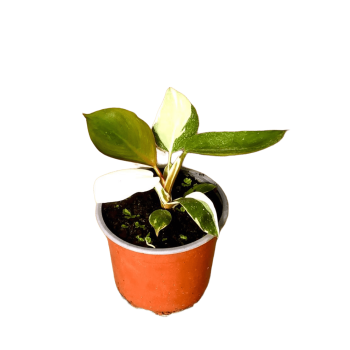 Philodendron white knight