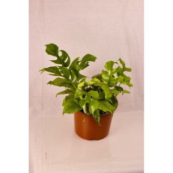 Philodendro Rhaphidophora