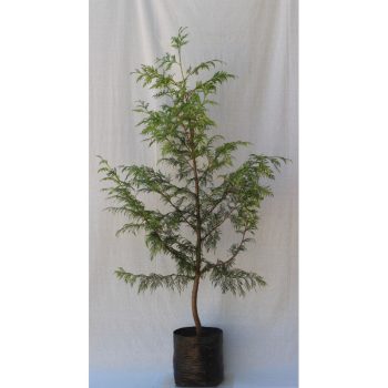 Thuja plicata