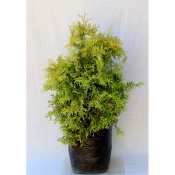 Thuja reingold