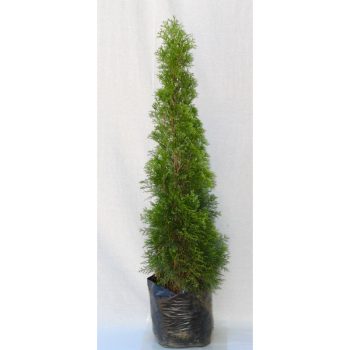 Thuja smaragd
