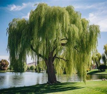 Sauce Crespo (Salix Babylonica tortuosa)  - Bol 30