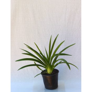 Agapanthus africanus - Macetero 21