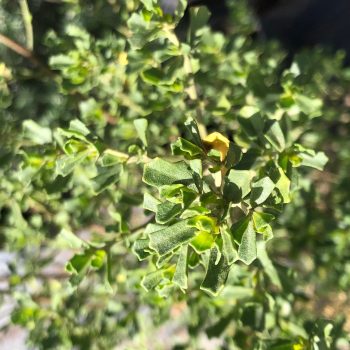 Baccharis  (baccharis concava) - Bol 35