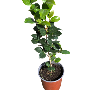 Camelia (camellia spp.) - Mac 17