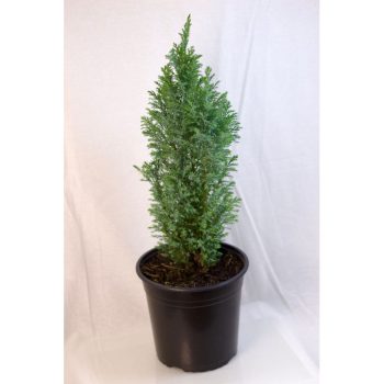 Chamaecyparis lawsoniana - Macetero 21
