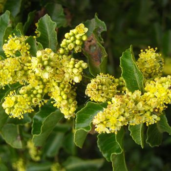 Molle (schinus latifolius )