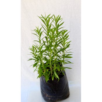 Solidago  (solidago Spp) - Bol 30