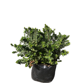 Veronica zebi   (veronica spp.) - Bol 30