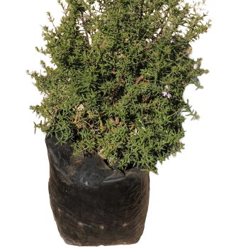 Westringia fruticosa - Bol 20